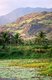 India: Coconut palms at the southern end of the Western Ghats near Nagercoil, Tamil Nadu